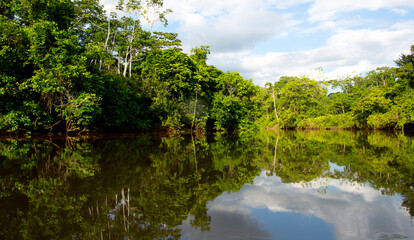 view of the amazon river from a boat
