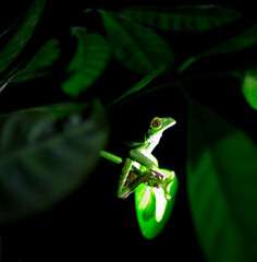 colorful frog on a leaf in the amazon rainforest
