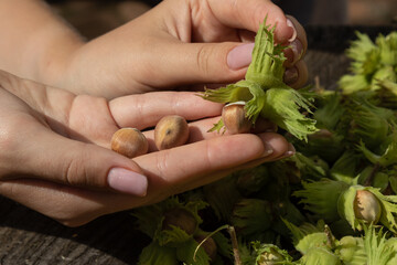 harvest of hazelnut. The girl holds a hazelnut in her hands. Concept of the gifts of nature