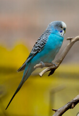 blue budgerigar on a tiny branch