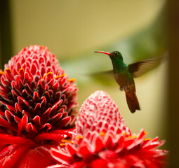hummingbird flying next to a red plant
