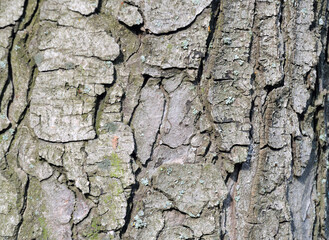 Natural chestnut tree bark surface
