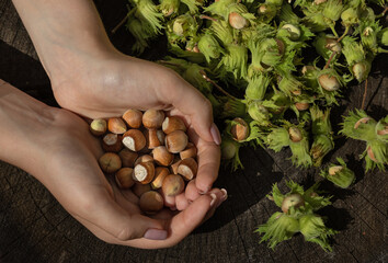 hazelnut in women's palms. The girl shows the nuts in the shell. Harvest concept. 