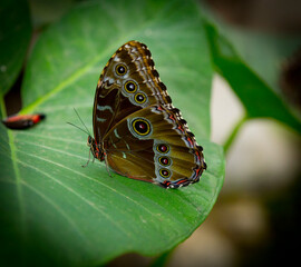 colorful butterfly in a leaf