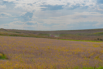 Rural landscape in soybean fields in Brazil