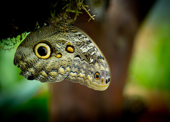 colorful butterfly in a leaf