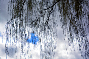 Tree from the bottom in spring season in Quebec Canada