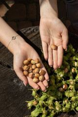 hazelnut in women's palms. The girl shows the nuts in the shell. Harvest concept. 