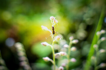 Slim spider closeup on flower buds