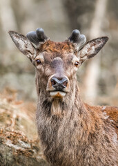 Fototapeta premium Wild red deer standing in bracken of Derbyshire Peak District forest orange autumn fall winter colours. Looking at camera close up big beautiful wildlife animal. Beautiful golden sunset light.