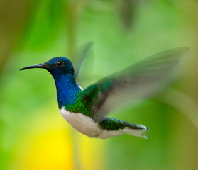 Naklejka na ściany i meble hummingbird flying in a garden