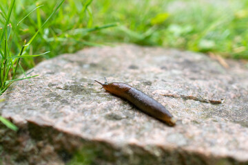 close up of a slug