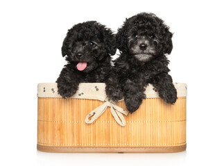 Grey poodle puppies in a basket