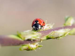 Mariquita roja de frente caminando por el tallo de un esparrago verde