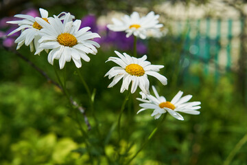 Fototapeta premium Chamomile flowers on a meadow in summer