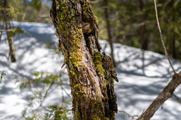 Moss on tree closeup in winter