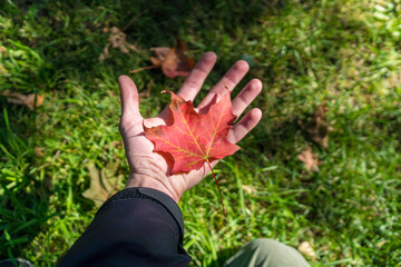 Maple leaf in a caucasian hand