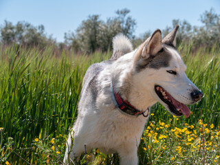 PRECIOUS HUSKY DOG, POSING AND HAVING FUN IN THE FIELDS OF TOLEDO ON A SUNNY SPRING DAY