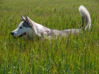 PRECIOUS HUSKY DOG, POSING AND HAVING FUN IN THE FIELDS OF TOLEDO ON A SUNNY SPRING DAY