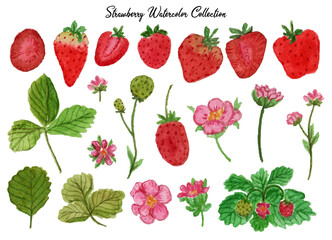 Strawberry Watercolor Collection