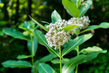 White wild flowers in forest