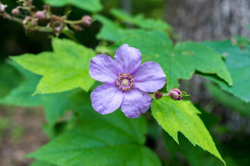 purple flower