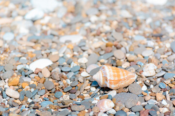 Shell on the stone seashore.