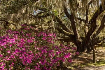 Deurstickers Enorme Carolina Shores Oak-boom gevuld met Spaans mos naast roze azalea& 39 s in bloei. © Dawn