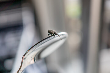 insect on a spoon
