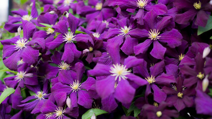 Purple flowers in the garden