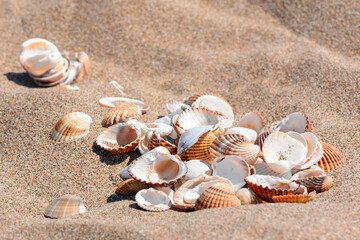 Fototapeta na wymiar Group of shells on the sandy seashore.