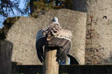 vulture in the bird park