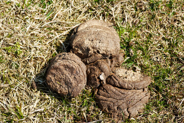 Horse excrement on the grass. Natural organic manure fertilizer.