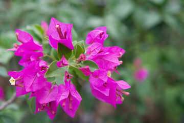 pink and purple flowers