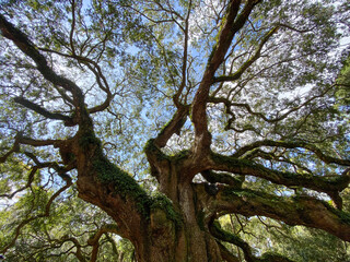 Fototapeta na wymiar Angel Oak, an ancient, huge Live Oak tree, spreads its limbs to the sky and the ground.