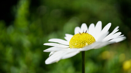 daisy flower with insects