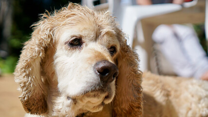 Portrait of blond curly dog