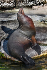 Sea-lion on the stone. Latin name - Zalophus californianus	