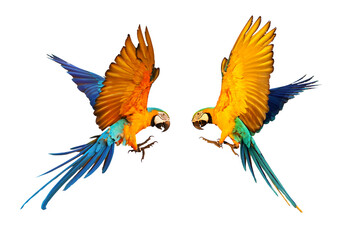 Naklejka na ściany i meble Colorful macaw parrot flying isolated on white
