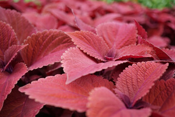 red leaves
