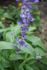 forget me not flowers