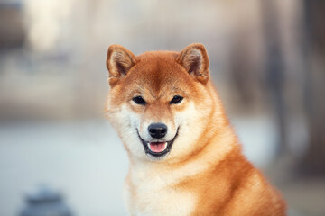 Beautiful Young Red Shiba Inu Puppy Dog outdoors. Cute japanese dog posing outside