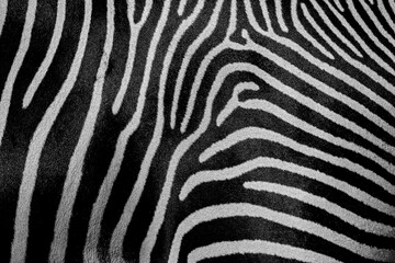 extreme close up of the fur of a zebra