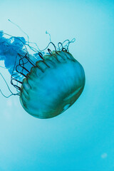 jellyfish in the water