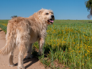 PRECIOUS SHEPHERD TYPE DOG WITH LONG HAIR AND BROWN COLOR, POSING IN THE FIELD WITH MAGNIFICENT COLORS ON A SPRING DAY