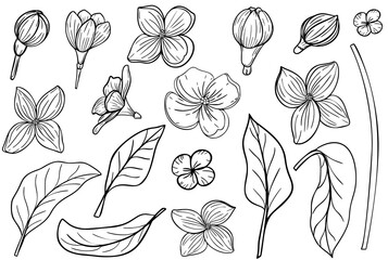 Lilac flowers set. Hand drawing in sketch style. The object is isolated on a white background.