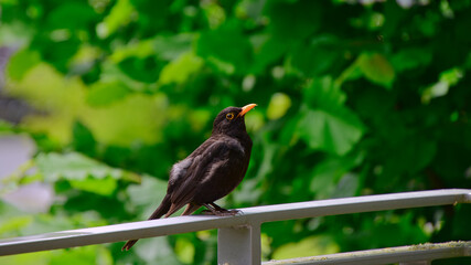 Eine männliche Amsel mit zerzaustem Gefieder, auf einem Geländer sitzend vor schönem Bokeh aus grünem Blattwerk