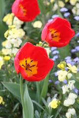 Obraz premium red and yellow tulips