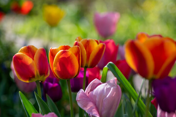 Amazing garden field with tulips of various bright rainbow color petals, beautiful bouquet of colors in sunlight daylight
