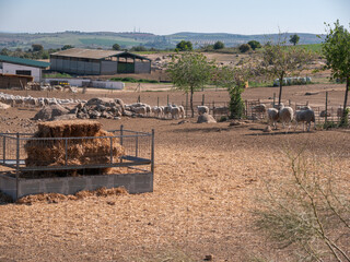 A flock of sheep in farmland